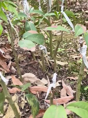 A post by @natcher_weidert on TikTok caption: Grafted seedlings, a small fruit has been hanging litchi #science