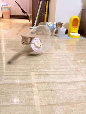 A post by @ecoozz on TikTok caption: Haha#cutecat #catslovers #foryou