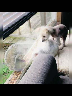 A post by @ksue1961 on TikTok caption: #squirrel