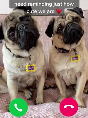 A post by @reggieandcharliepug on TikTok caption: #pug #pets #dogs #puglife #fyp #iphone #dogsofttiktok #pugsoftiktok #dog #puppy #calling #videocall #facetime #wrinkles #hello #cute #brothers #besties #pugs #handsome #double