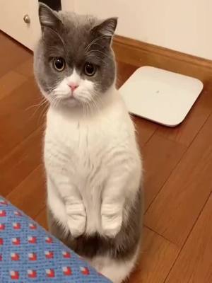 A post by @uk_market on TikTok caption: #foryou #daily #fyp #for #UK #animals #cat