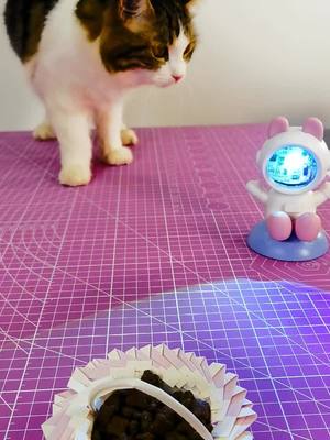 A post by @funnypety on TikTok caption: Can you let your cat do handicrafts with Panda?#DIY #cat