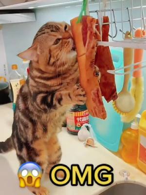 A post by @vinvincat on TikTok caption: Greedy cat🍖🍖🍖🍖🍖🍖#foryou #fyp #cattiktok