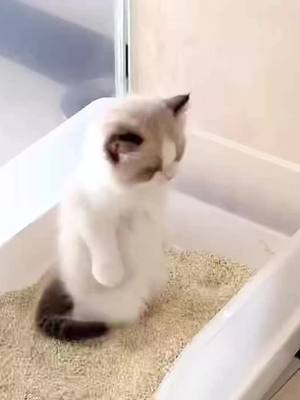 A post by @ecoozz on TikTok caption: 🤣🤣🤣🤣🤣🤣#cutecat #kittencat #kitten #fyp