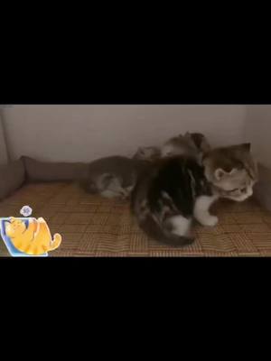 A post by @ming334420 on TikTok caption: #cat The daily life of the little ones