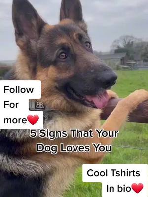 A post by @puppiesworld21 on TikTok caption: He loves you❤#doglove #puppiesoftiktok #animalsoftiktok #doglife #dogsofttiktok #doglover #dog #germandog #fypシ