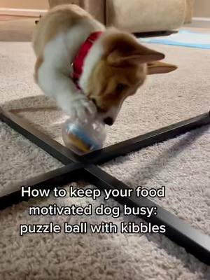 A post by @mrcooperthecorgi on TikTok caption: Little man clearly loves to eat #corgi #corgipuppy #corgisoftiktok