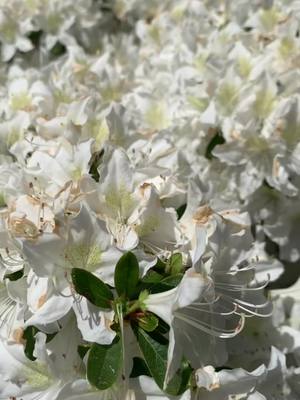 A post by @laura1ea on TikTok caption: #isabellaplantation in Richmond Park 🤍 #flowers #spring #nature