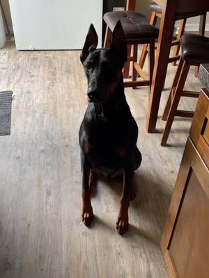 A post by @atlas_the_doberman on TikTok caption: So much! #fyp