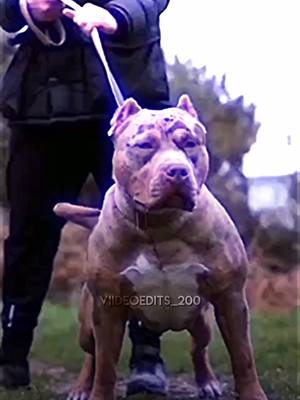 A post by @ed1ts.neptune on TikTok caption: Amerikan bully 🔥 #dogs #amerikanbully #popular #edits #videodits_200 #viral #fyp #paratii  #fypシ