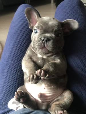 A post by @dexterdog1 on TikTok caption: #frenchie #frenchbulldogpuppy #howdoesthisturnintothis #dogsoftiktok #dogtiktok #fyp