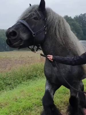 A post by @xiaofeiqin21 on TikTok caption: #foryou #pets #animals #equine #horse #horses #caballos #stallion #beautiful #foryoupage #fyp #tiktok