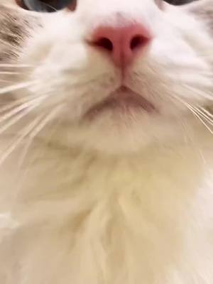 A post by @lucia5271 on TikTok caption: Funny cat &cute#cat #cute #funny #catsoftiktok #foryou