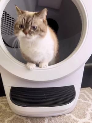 A post by @littlemunchiepooky on TikTok caption: Spoiled is an understatement! Expensive space ship toilet for the queen. Pooky loves her new @Litter-Robot 4. They just launched today. Go check it out! #litterrobot #whisker #ad