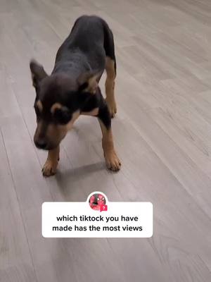 A post by @bunnytherabbitdog on TikTok caption: #answer to @spidermark790