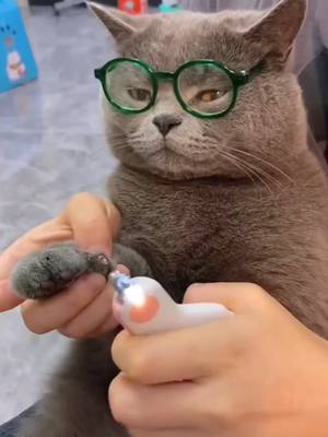 A post by @nomi1729 on TikTok caption: Trim nails#foryou #petcat #cute #cats #nails