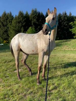 A post by @pepouze.e on TikTok caption: C’est quoi votre robe préféré chez les chevaux 🤔 #horse #foru #horserider #americain