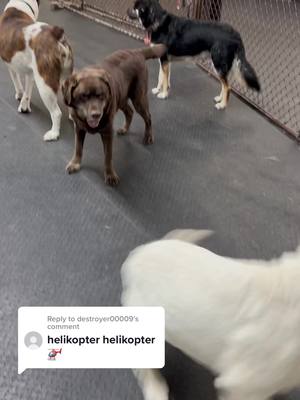 A post by @urbancanine on TikTok caption: Reply to @destroyer00009  She bout to take off #helicopter #helikopter #dogsofttiktok