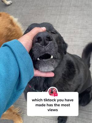 A post by @urbancanine on TikTok caption: #answer to @spidermark790