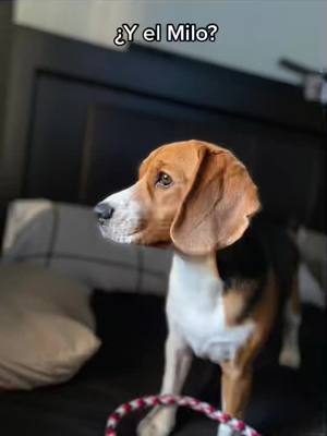 A post by @beaglemiloo on TikTok caption: Me cacharon🫣 #fyp #parati #viral #beaglemiloo #comedi