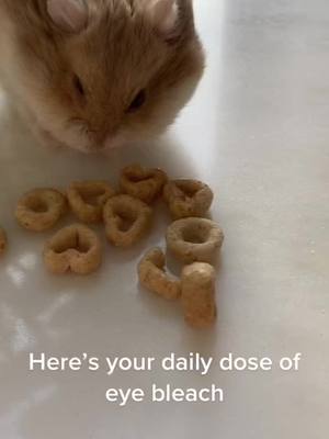 A post by @animals_and_animals1 on TikTok caption: #eyebleach #bleach #hamster #cheerios #hammy #cute