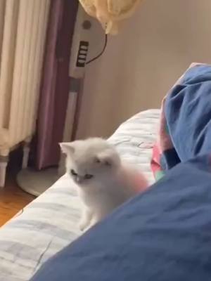 A post by @nomi1729 on TikTok caption: #catfist #petcat #foryou #cute #cats