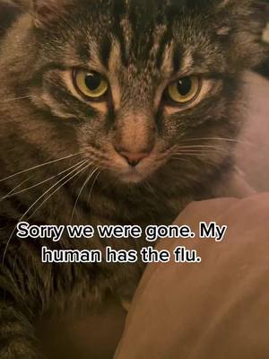 A post by @traciepetmomextrdinaire on TikTok caption: Thank you for your concern Pippin! I’m just fine 😂#fyp #LENOVOJUSTBEYOU #FORDfortheBuilders #foryoupage #fypシ #feature #funny #cat #catsoftiktok #funnycat #flu #petlife #laugh