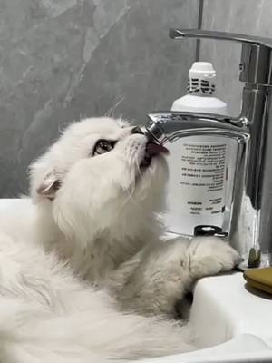 A post by @nomi1729 on TikTok caption: Is this washing the tap😹#foryou #cute #petcat #funny