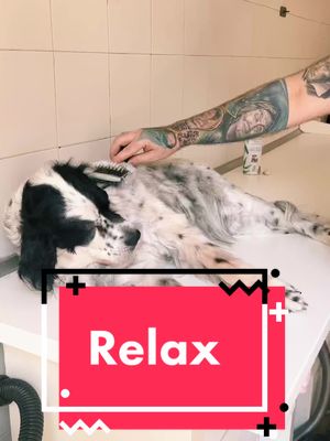 A post by @riccardosca on TikTok caption: Relax in #toelettatura per questo #setter