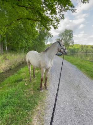 A post by @pepouze.e on TikTok caption: 🌌 #fup #foru #horse #horserider