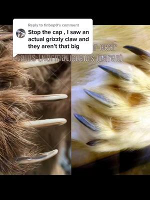 A post by @knightsky123456 on TikTok caption: Reply to @finbop0 #grizzly #polar #bear #claws #sidebyside