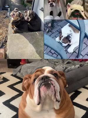 A post by @sirrolo on TikTok caption: #duet with @winniegeorgethebulldogs #Bulldogs