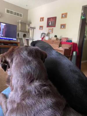 A post by @nurse_jill on TikTok caption: Another example of Kona always wanting to be by Maple, even if there isn’t enough room on the recliner.  #captionthis