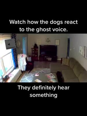 A post by @christinepompa7 on TikTok caption: No one home except the dogs and cat and the ghost #ghost #dogs #cats #evp