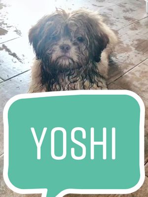 A post by @yeti.n.pals on TikTok caption: #stormspath #LENOVOJUSTBEYOU #puppy #dogs #dogsofttiktok #pets #viral #fyp #fypシ #fypage #fypシ゚viral #foryou #foryoupage #sweet #Love #PetsOfTikTok #cute #bekind #spreadlove