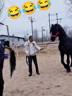 A post by @xiaofeiqin21 on TikTok caption: #horse #foryou #animals #fyp