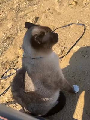 A post by @irobertthomas on TikTok caption: 10k likes I’ll buy him his own fishing pole 😌 #cat #fyp #catsoftiktok #cats #foryoupage