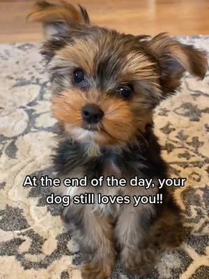 A post by @yorkiestok on TikTok caption: Follow for more cute Yorkie videos! 🐾😍