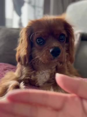 A post by @yuzuthecav on TikTok caption: Obsessed 🤩 #cavalierkingcharlesspaniel #puppiesoftiktok #dogsoftiktok #cavaliercommunity #fyp