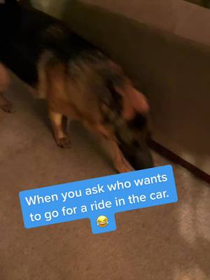 A post by @traciepetmomextrdinaire on TikTok caption: He loves going anywhere as long as he can stick his head out of the window 😂#fyp #foryoupage #LENOVOJUSTBEYOU #fypシ #feature #funny #fypage #tribute #volunteer #gsd #cute #germanshepherd #laugh #carride