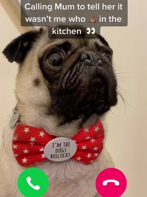 A post by @reggieandcharliepug on TikTok caption: Wearing my awesome @frankysbowtique bow #itwasntme #pug #pets #dogs #puglife #fyp #iphone #dogsofttiktok #pugsoftiktok #dog #puppy #calling #videocall #facetime #wrinkles #hello #cute #pugs #handsome #reggie #oops #poop #cheeky