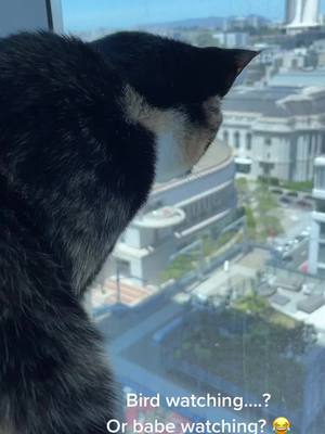 A post by @mustbemerrick on TikTok caption: Majora loves the view from heaven! #sanfrancisco #catsoftiktok #cats #calico #majorasmask #SF #zelda #birdwatching #fyp