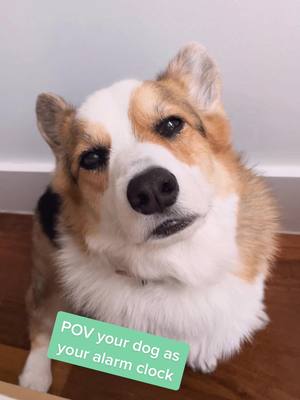 A post by @paulthecorgi on TikTok caption: Always before my real alarm too #paulthecorgi