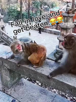 A post by @babymonkey986 on TikTok caption: #monkeysoftiktok #funny #tiktok #animal #foryou