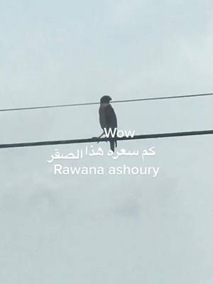 A post by @rawan198900 on TikTok caption: #iraq #america