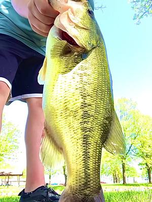 A post by @rowanbefishin on TikTok caption: Nice bass #fishing #bassfishing #lakefishing #largemouthbass #river #wisconsin #bedfishing