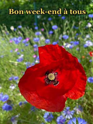 A post by @alexandraheili on TikTok caption: Bon week-end à tout le monde #flower #champetre #fleurs #nature #coquelicot #summervibes 🌺🌺