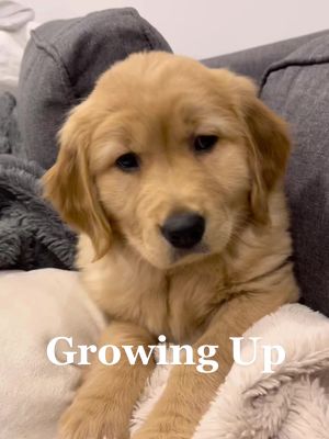 A post by @goldiegal.cal on TikTok caption: All grown up!! #puppy #goldenretriever #goldenretrieverlife #goldenretrieverpuppy #funnypup #littledoggydude #golden