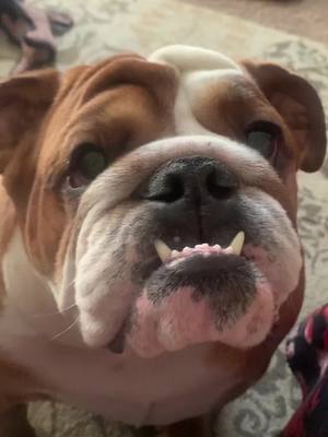 A post by @sirrolo on TikTok caption: #FrunktheBeat #Bulldog #fyp #protection #teeth #foryou