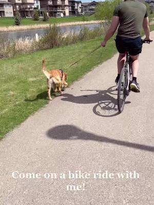 A post by @goldiegal.cal on TikTok caption: Sunshine and bike rides! ☀️ 🚲 #littledoggydude #goldenretriever #goldenpuppy #goldenretrieverlife #goldenretrieverpuppy #funnypup #summerpup #sunshinepuppy #adventuredog